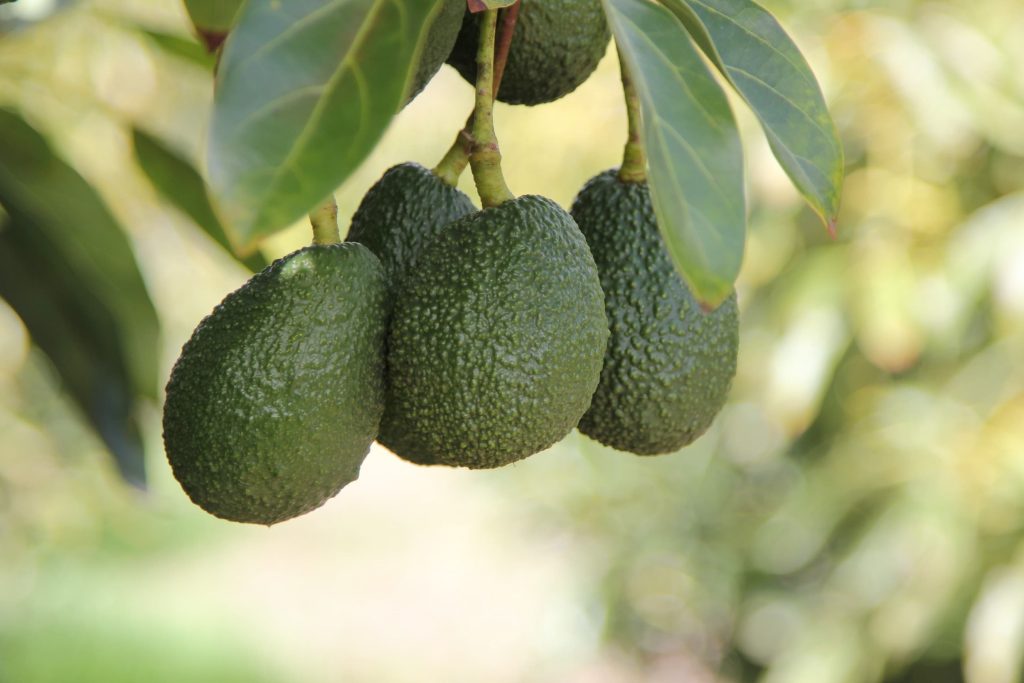 Avocado Tips! Choosing and Ripening - Stater Bros. Markets