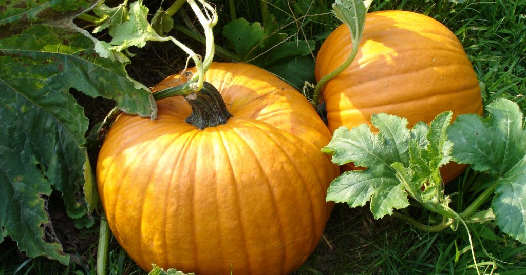 Here's what you can do with a leftover pumpkin this Halloween