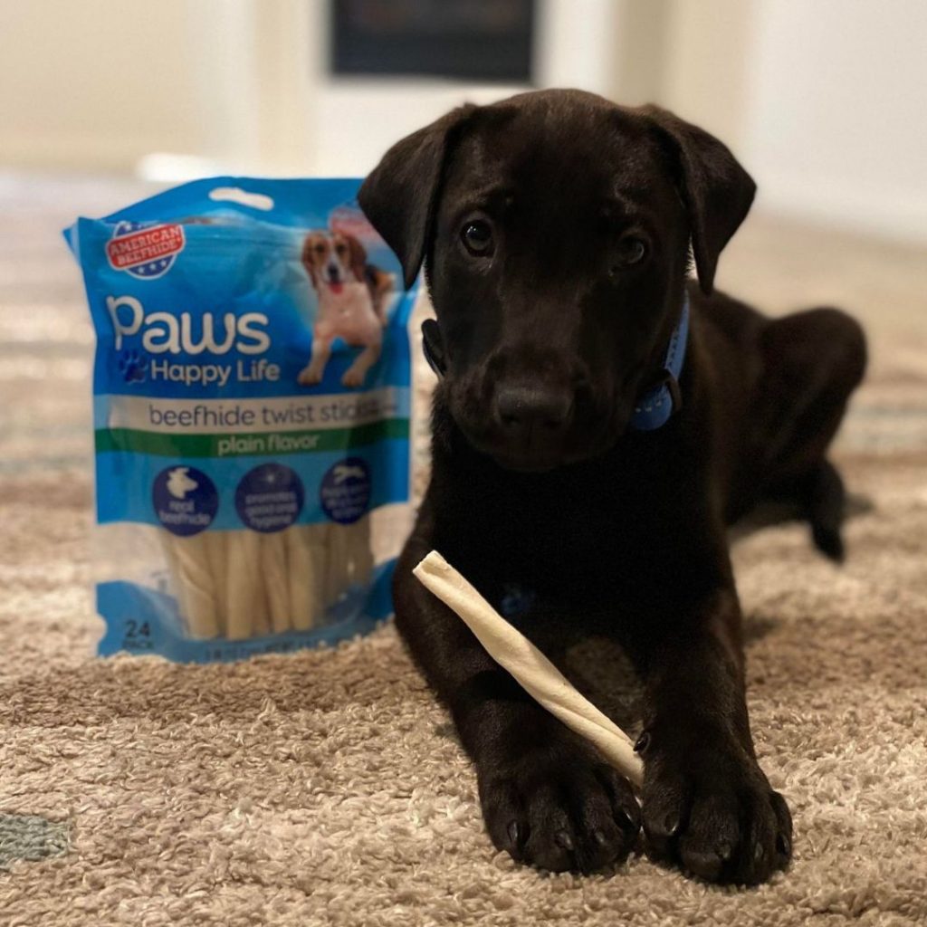 Water Bottle - Black Lab - Four Your Paws Only