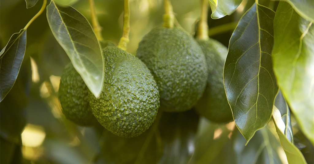 Strong demand for bagged California avocados